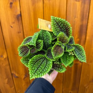 Pilea (Pilea mollis) ´MOON VALLEY´ - Ø 20 cm, kont. C1L